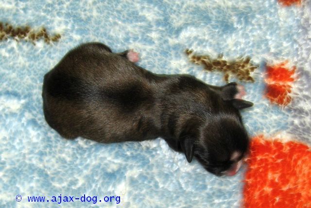 Tipsi iz Jablonevogo Sada