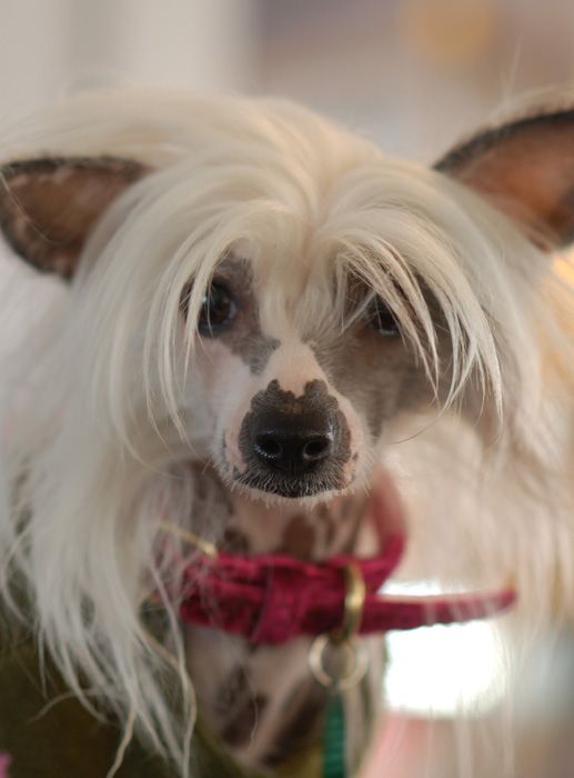 Sheikra Fallon's Arabian Breze