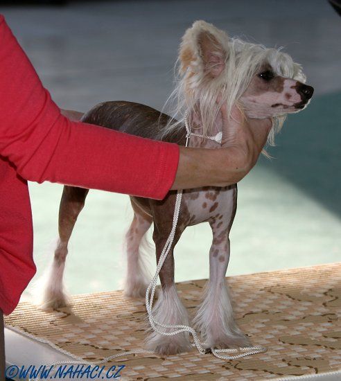 Jessica ze Zatopené chajdy