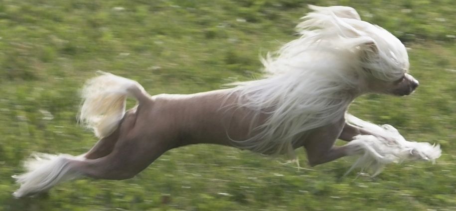 Angel Look Dress Me Up