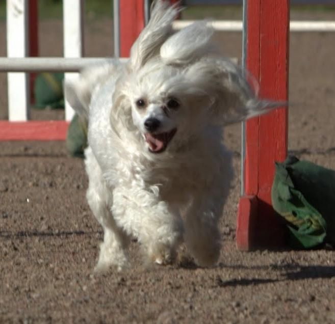 Crystal Storm Vampire Heart