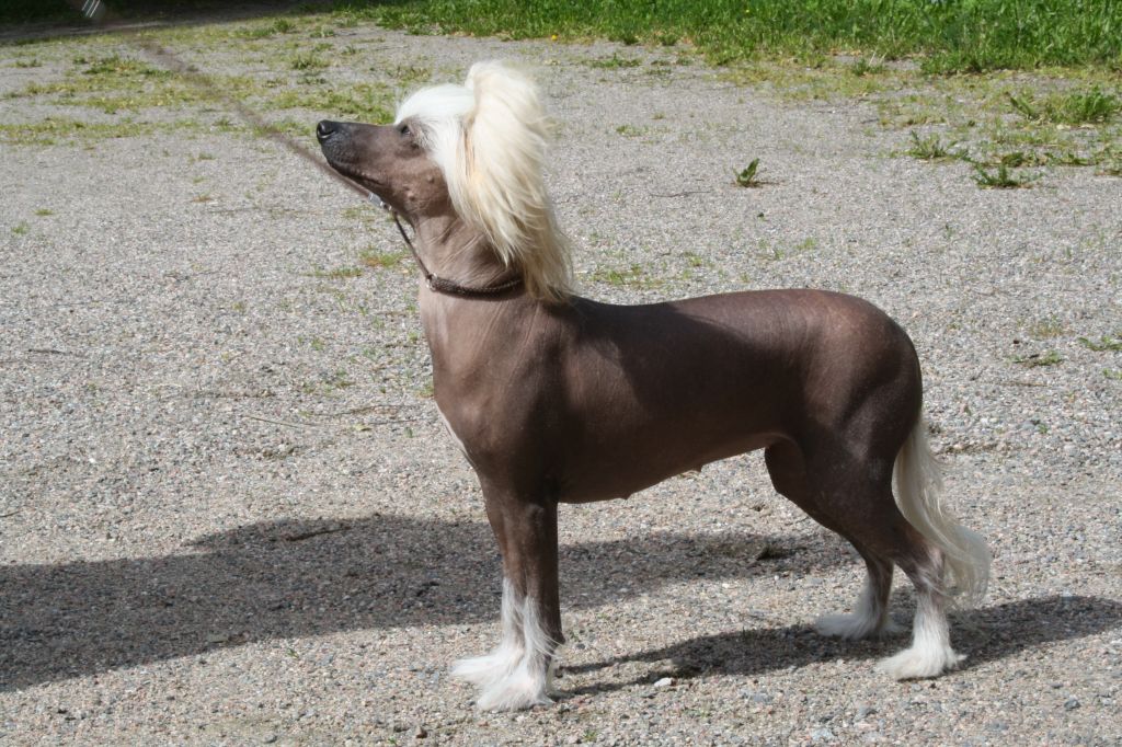 Crystal Storm Poison Girl