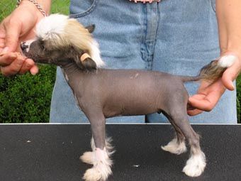 Don Juan Dino of Roxy's Pride