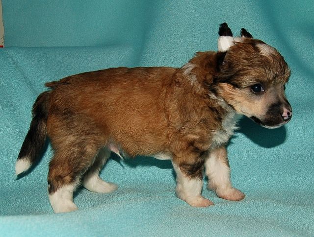 Pokoritel' Serdets iz Jablonevogo Sada