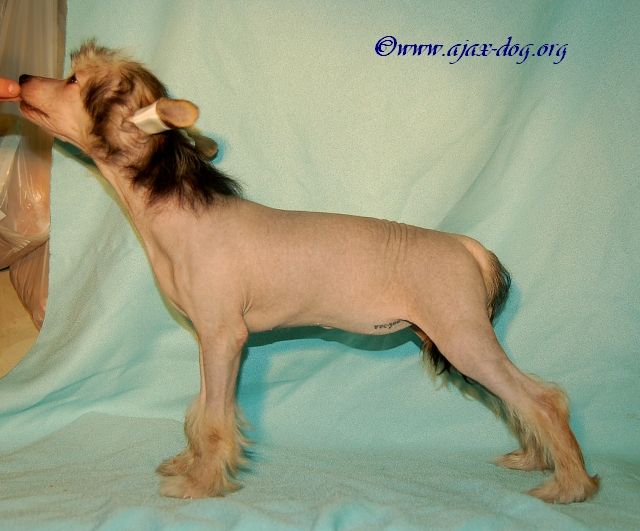 Pal'mira iz Jablonevogo Sada 