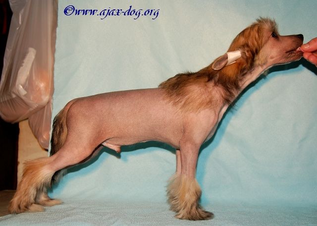 Revansh  iz Jablonevogo Sada