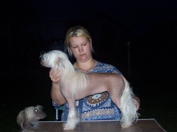 Dogs of Justice Chanel