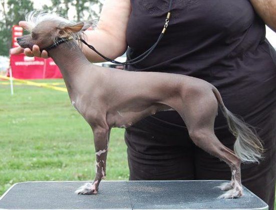 Crestyle Dream S'Tage HL