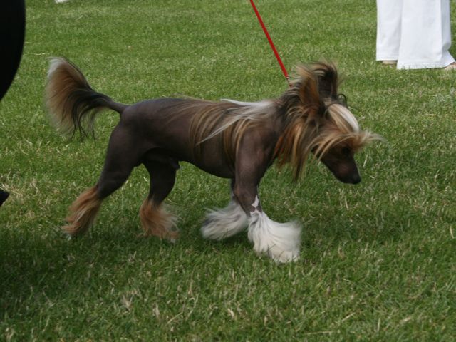 Rosario Capo Vaticano