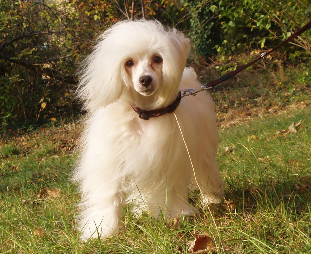 Carolina Divoky tymian