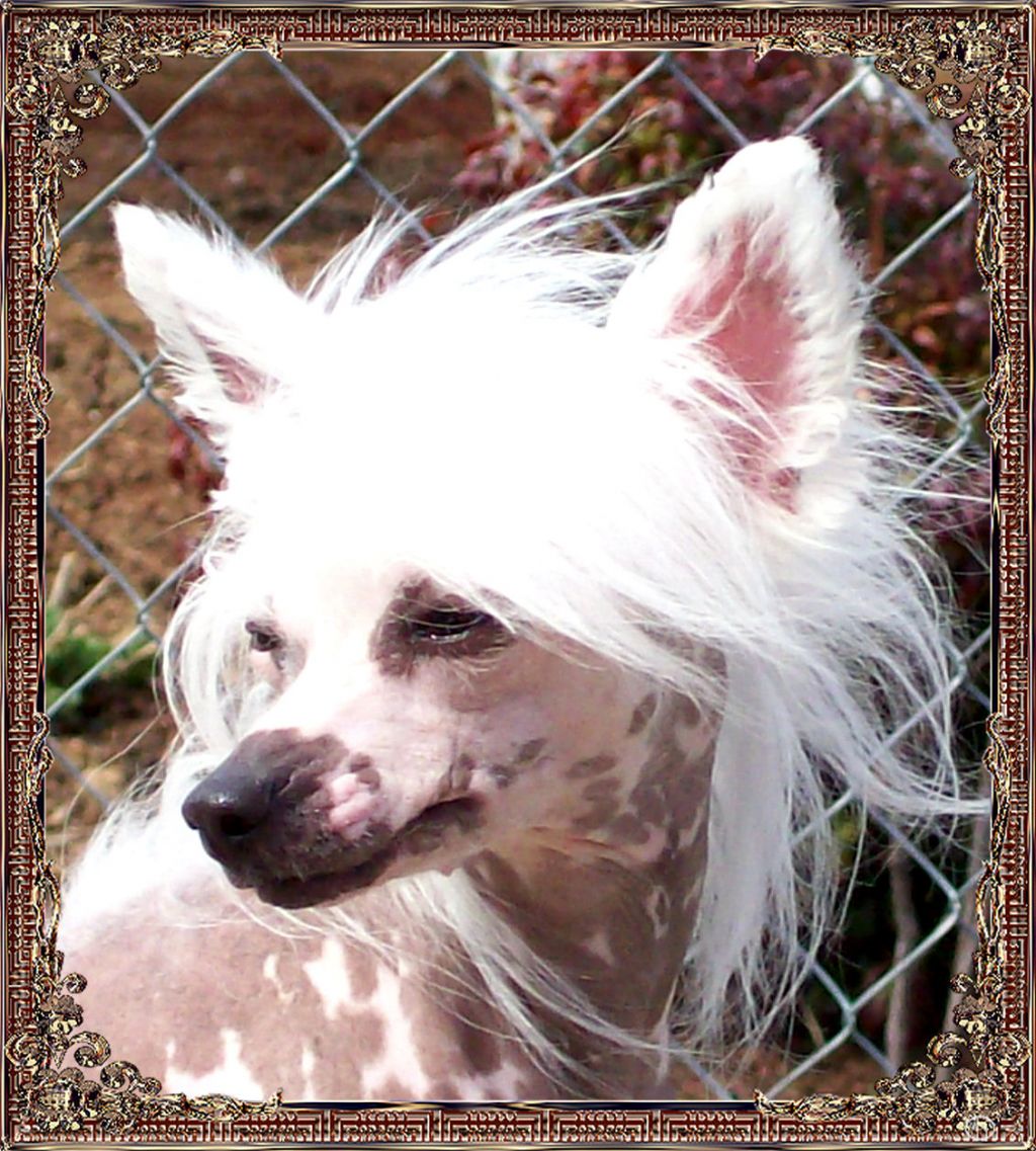 Woodcrest Porcelain Pony