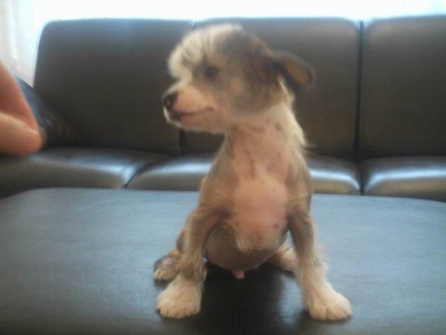 Honey or Poison Al Maarii Sapphire