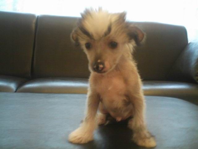 Happy Go Lucky Al Maarii Sapphire