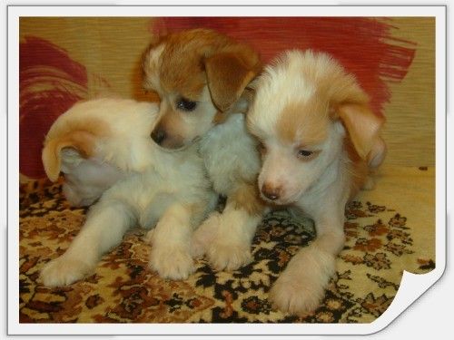 Rus Foreva Indiana Fler