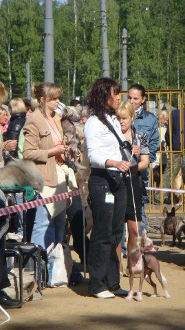 Chinzano Royal Dream 