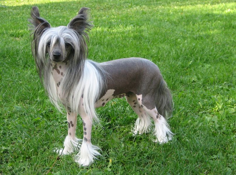 Joyway's Vampire Love