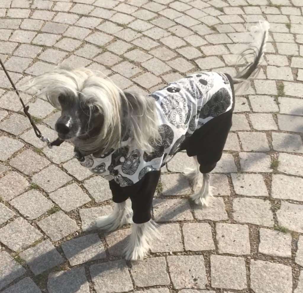 Kaunisvirran Robin Hood