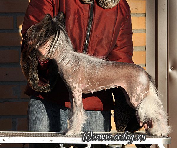 Vivat Sanraiz Zest To Best