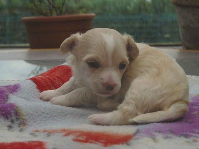 Ganesha Lord of the Dragon