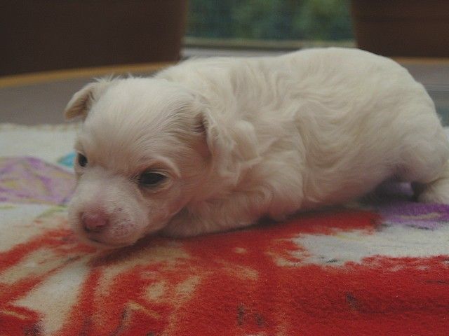 Gandalf Lord of the Dragon