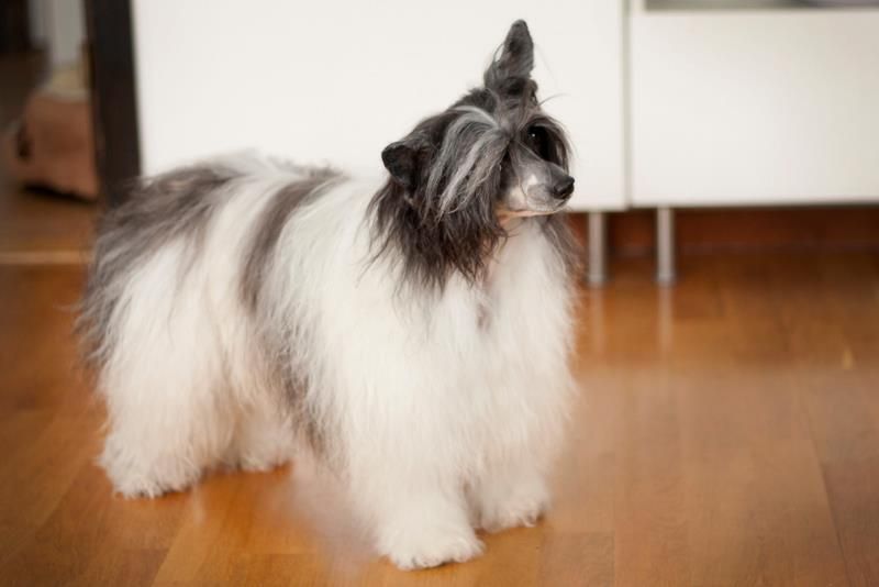 Bai Long's Fancy Face