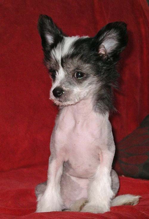 Kenmilleven Serpentine at Carregcoch