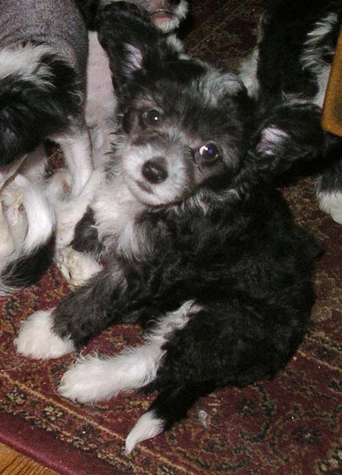 Kenmilleven Draco at Starside