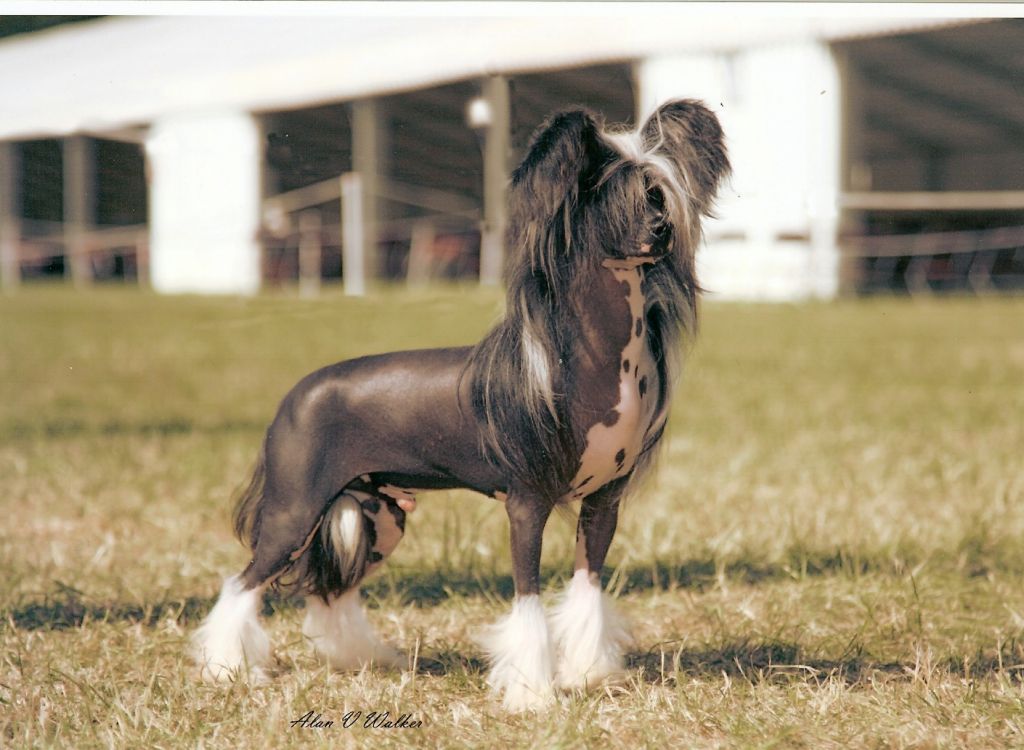 Vanitonia Brace Yourself