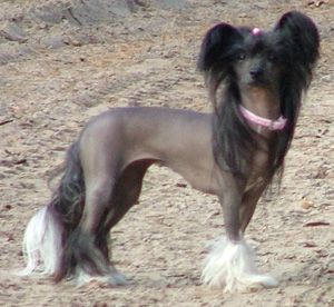 Ama-Tsu-Kami Black Raven