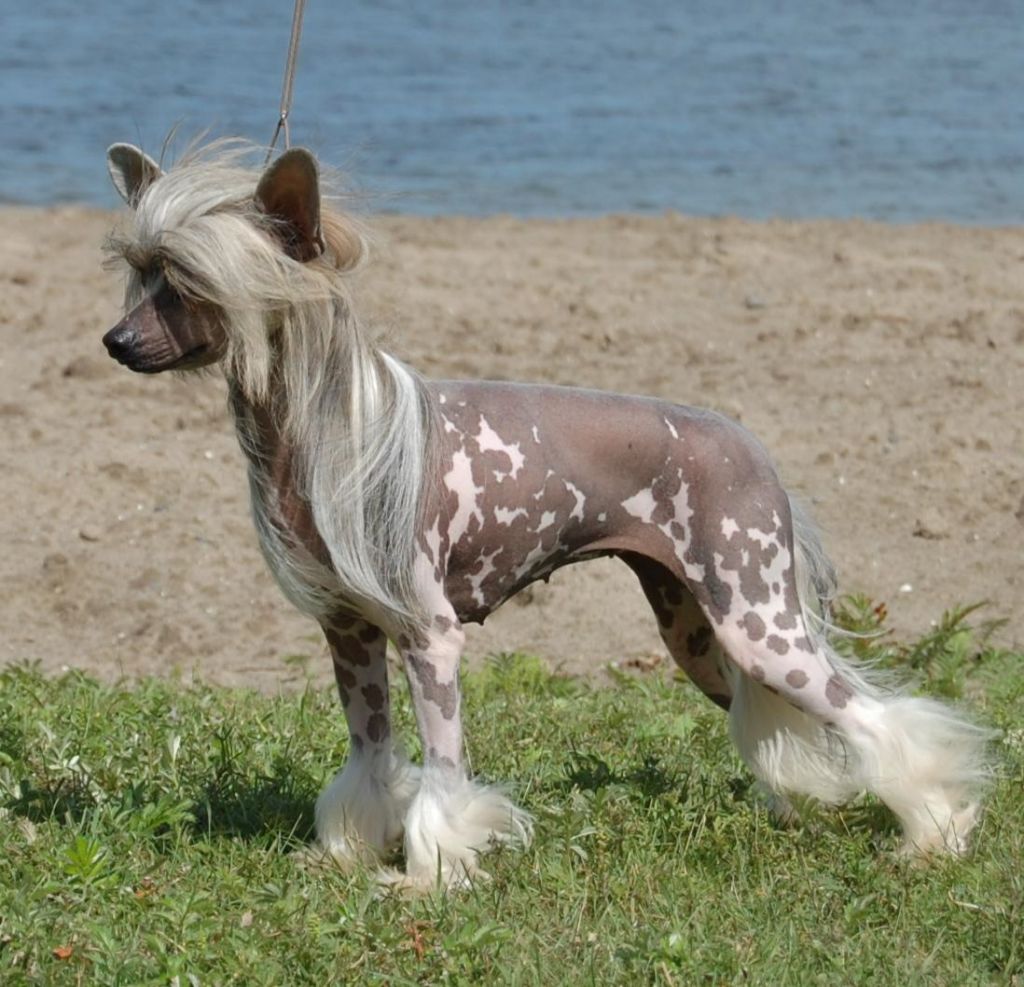 Crestyle Secret Label HL CGN