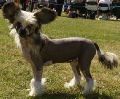 Habiba  Spitting Feathers