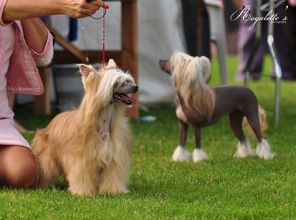 Ridgecrest's Flashy Girl