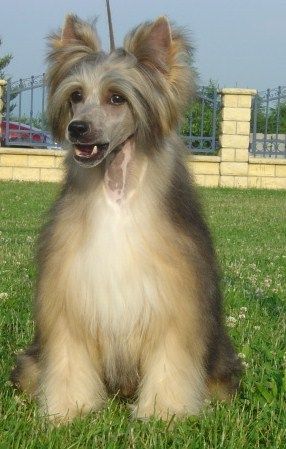 Picasso  z   Gangu  Lysych