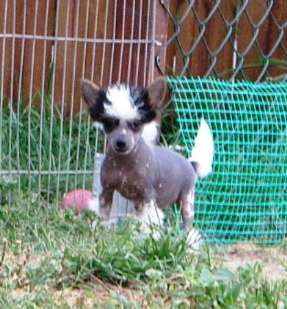 Panda Pokerowy Zywot