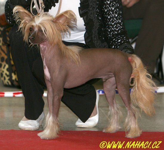 Karus Kalis z Treste