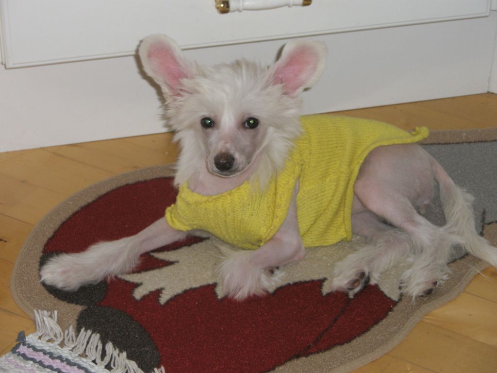 Koirakerman Marge Simpson