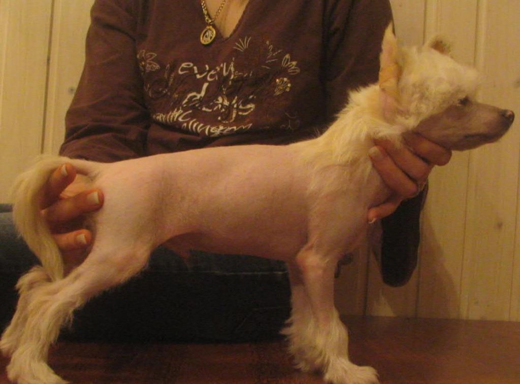 Koirakerman Homer Simpson