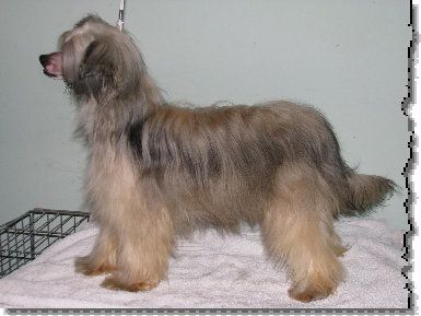 Starside La Vie Commence