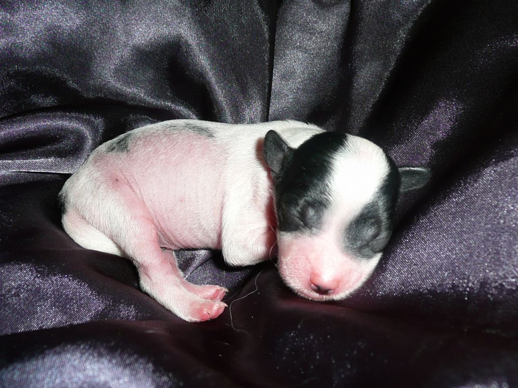 Häradssvedens Dr Cosmos