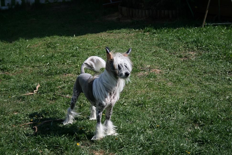 Häradssvedens Dr Dreamy