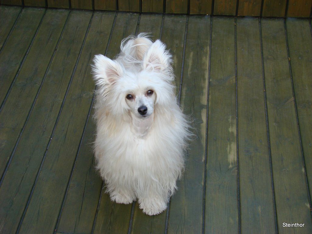 De La Mahafu's Model Fluffy