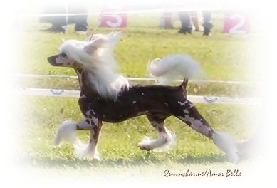 Rimabra's Walk On The Top For Us