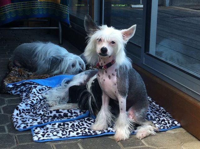 Blue Magic  Je 'Laluna