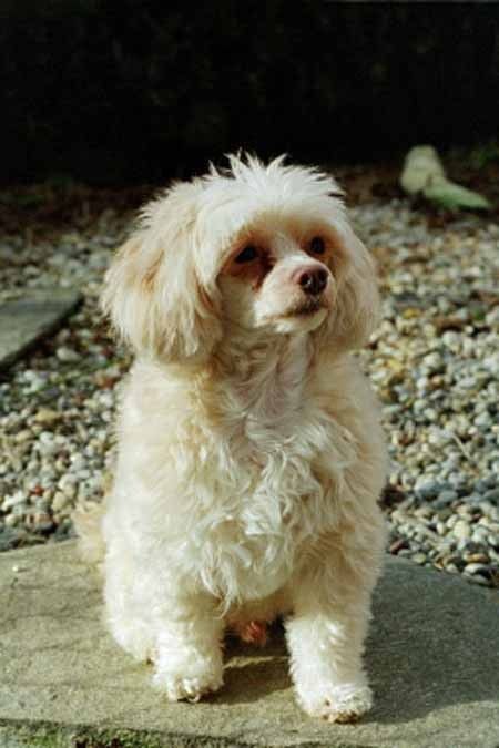 Azaro of Fantasy Island