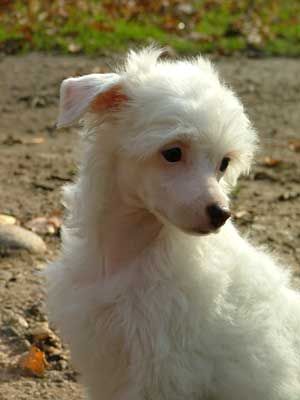 Dogs Of Dark Avalonia