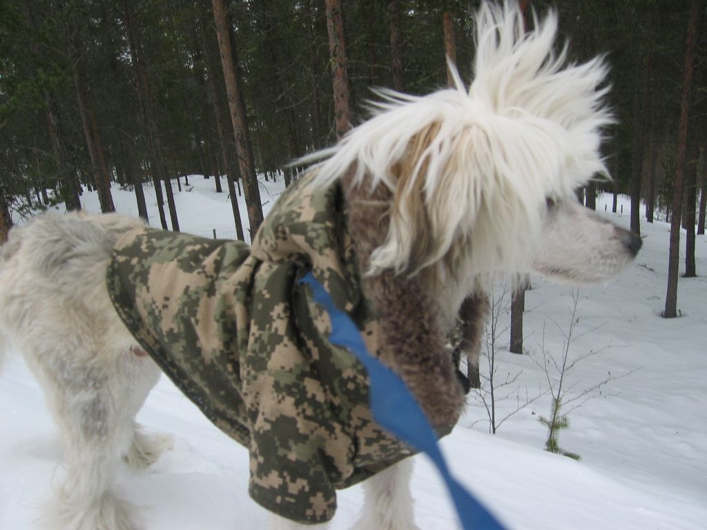 Dogs Of Dark Troodon