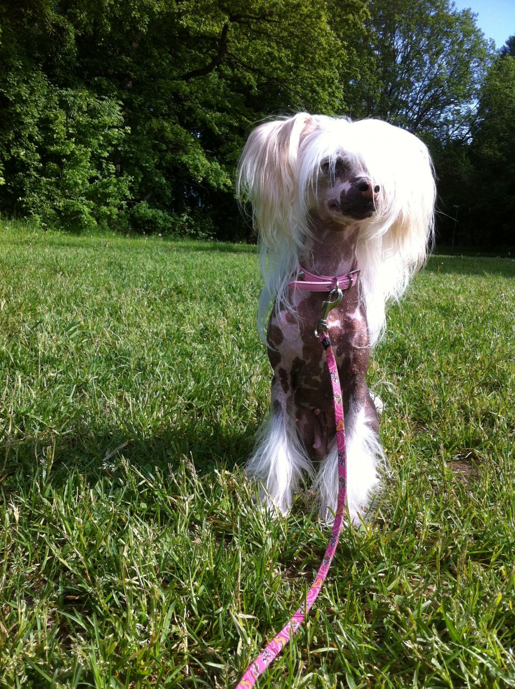 Dogs Of Dark Jobaria