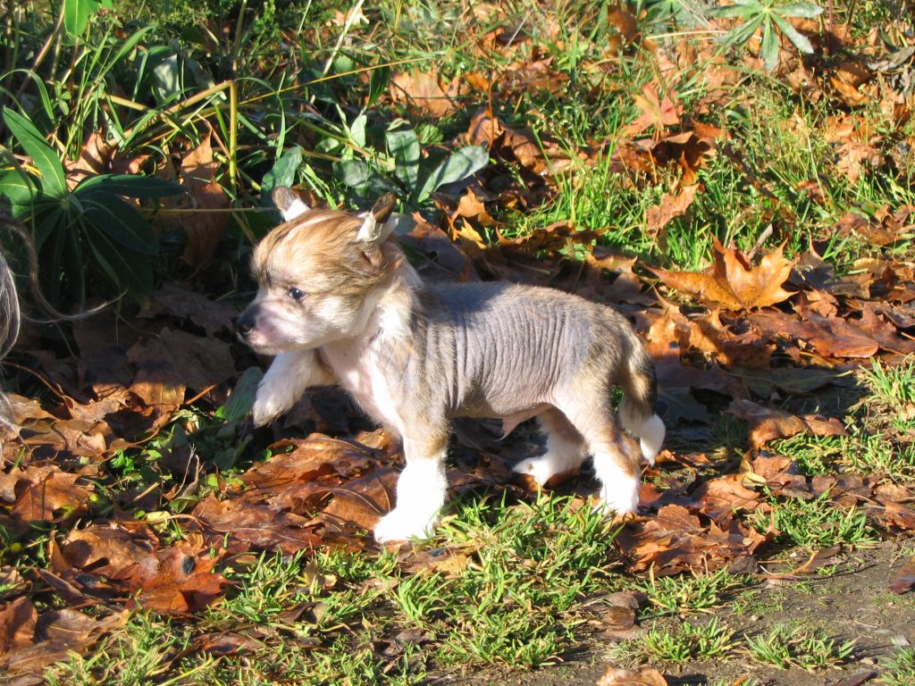 Spirit Of Mantra's Cujo