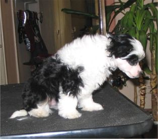 Spirit Of Mantra's Cute Gertrud