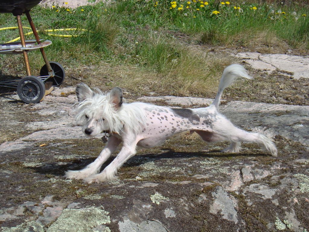 Belshaw's Royal Secret